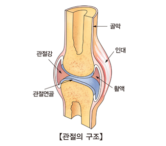 관절의단면구조및관절강,관절연골,활액,인대,골막의위치