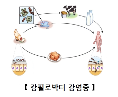 캄필로박터균에오염된물을닭이나소가먹은뒤 그 닭이나소를 인간이먹어 감염되는과정