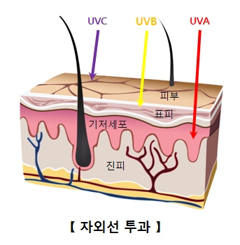 UVC UVB UVA의 투과및 피부 표피 기저세포 진피의 위치등 자외선 투과의 예시