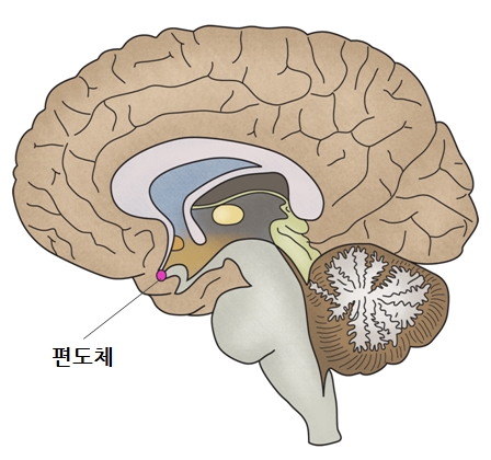 뇌 모식도