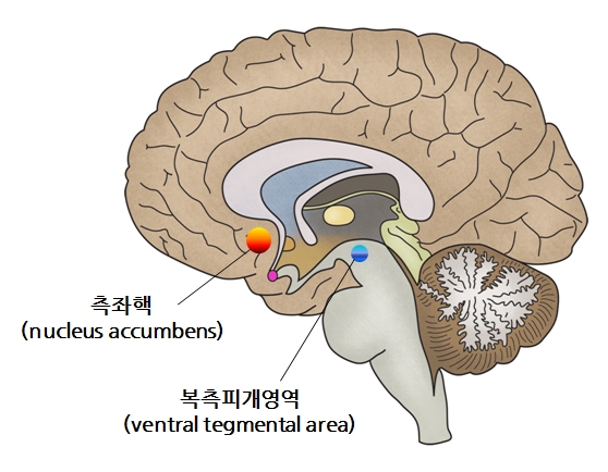 뇌의 모식도로, 측좌핵과 복측피개영역을 나타내고 있는 이미지