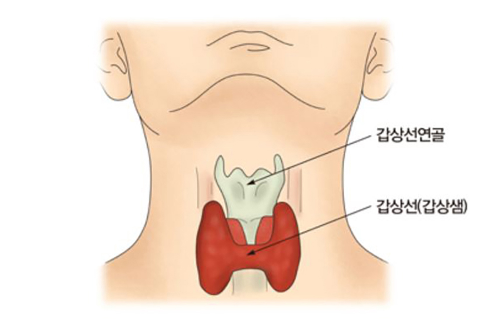 갑상선의 위치
