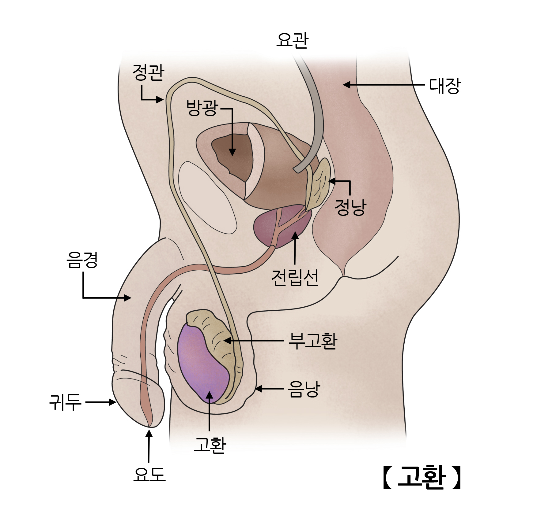 고환