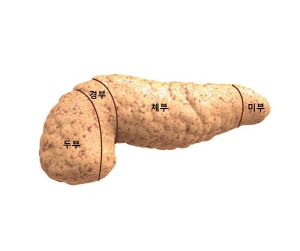 췌장