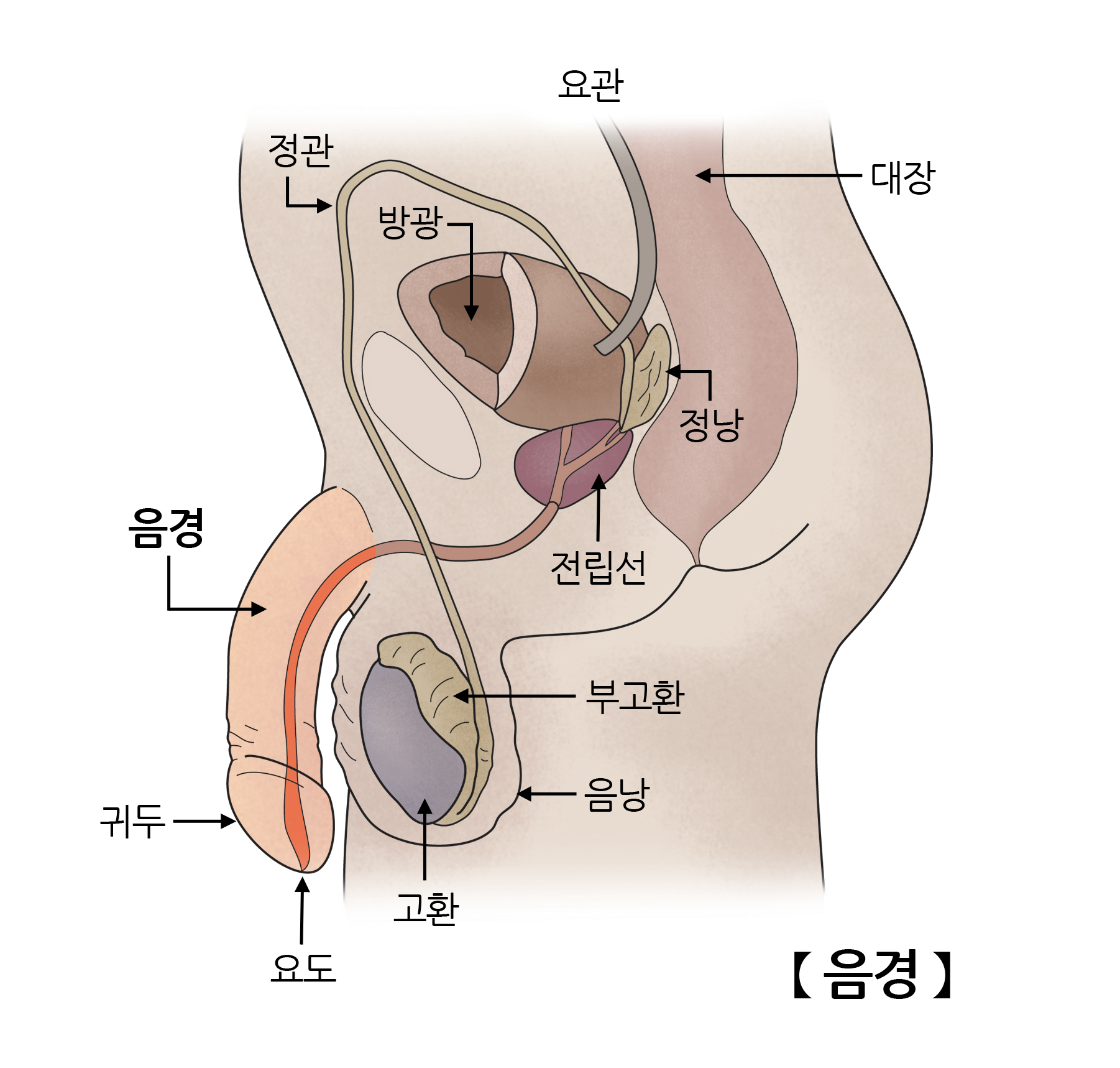 음경