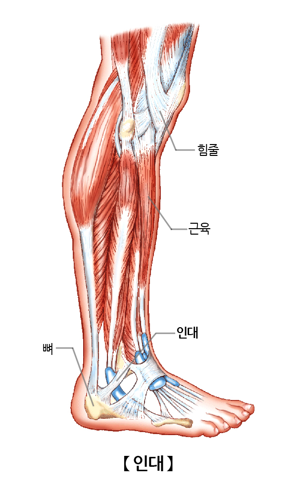 인대