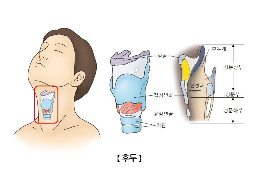 후두