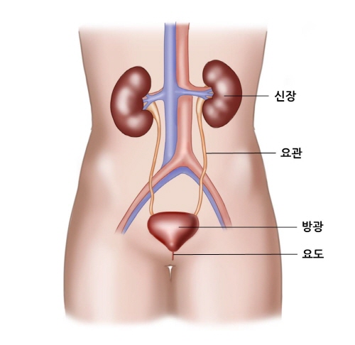 신장