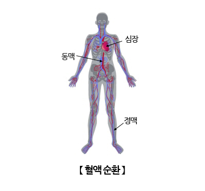 혈액 순환