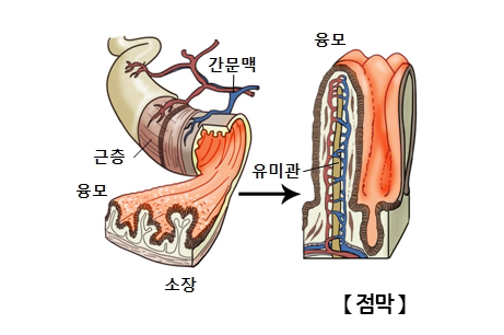 점막