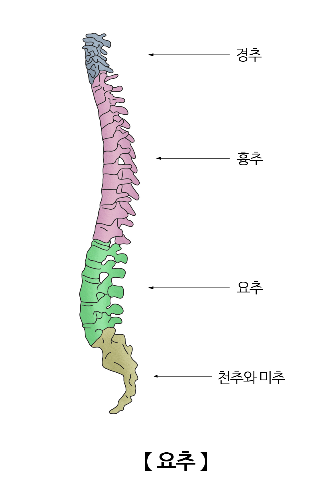 요추