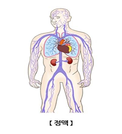 정맥