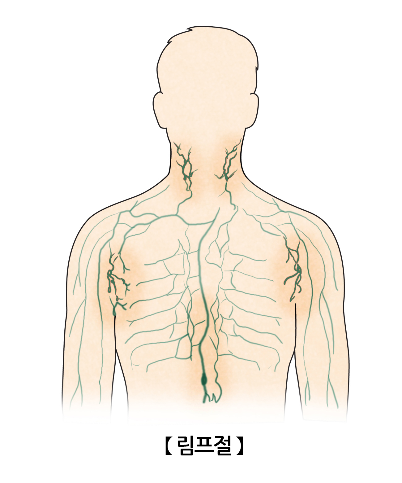 림프절
