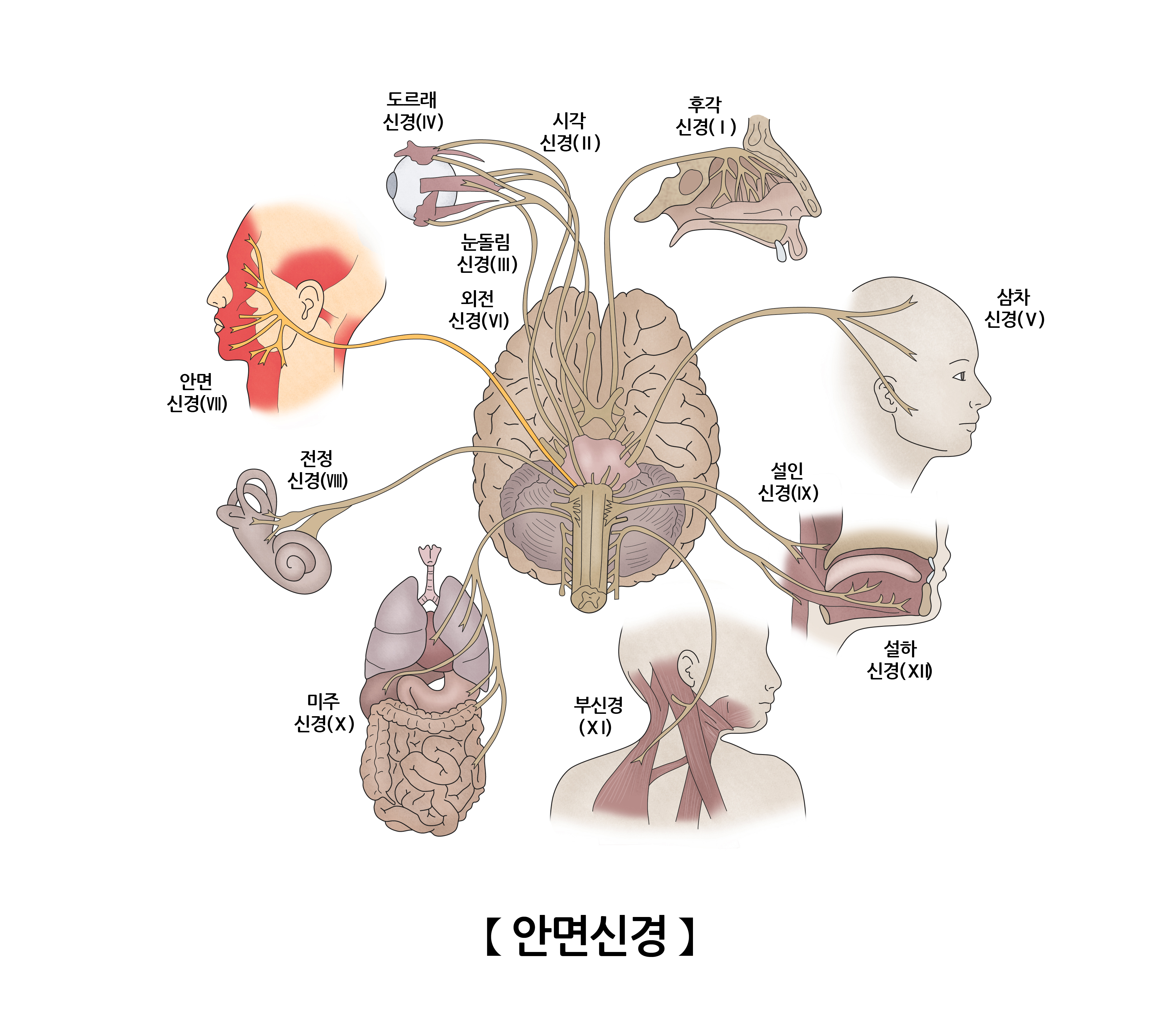 안면신경