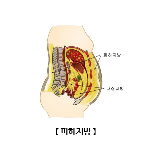 피하지방