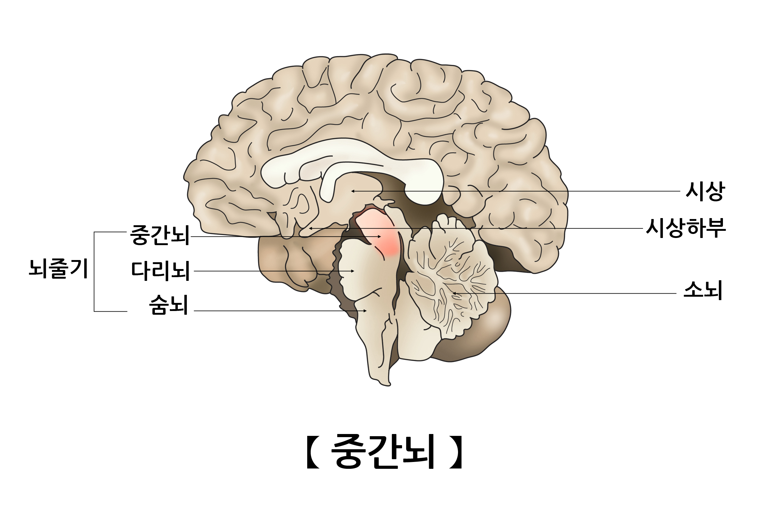 중뇌 | 인체정보 | 의료정보 | 건강정보 | 서울아산병원