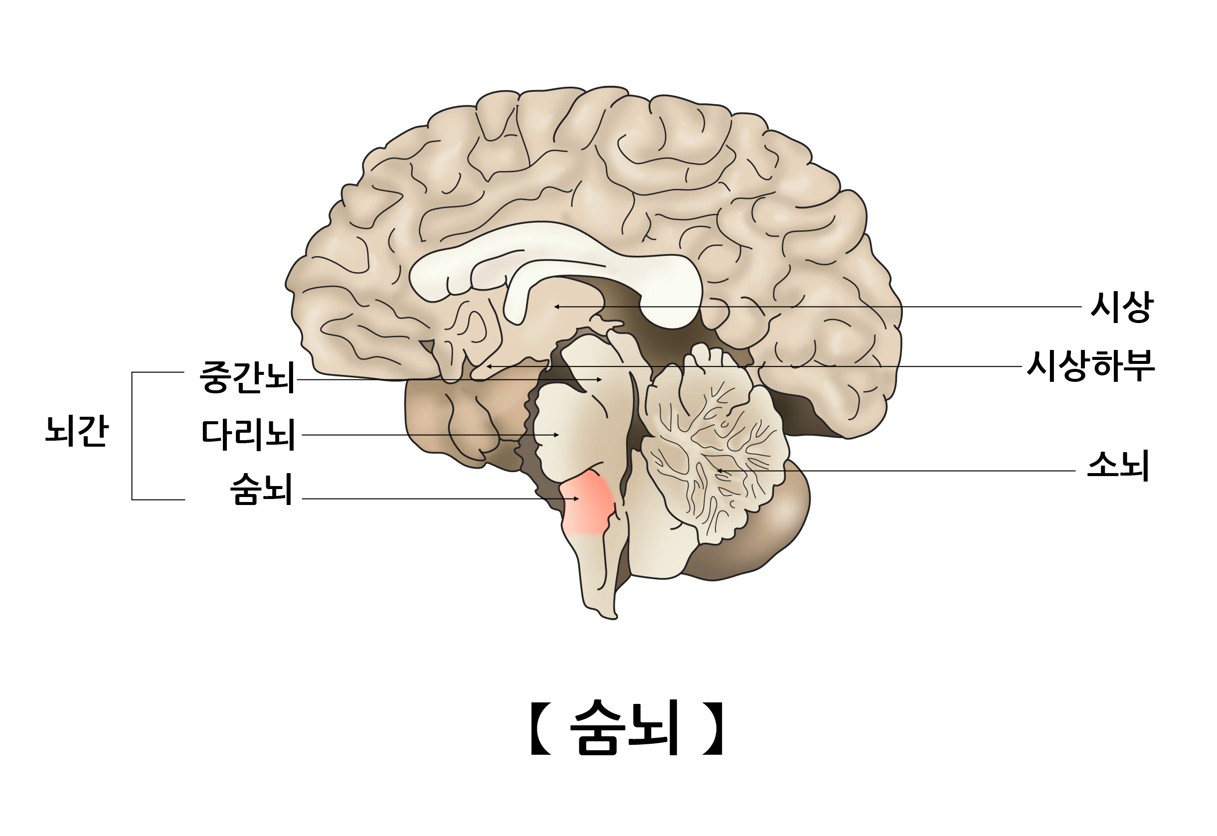 연수(Medulla) | 인체정보 | 의료정보 | 건강정보 | 서울아산병원