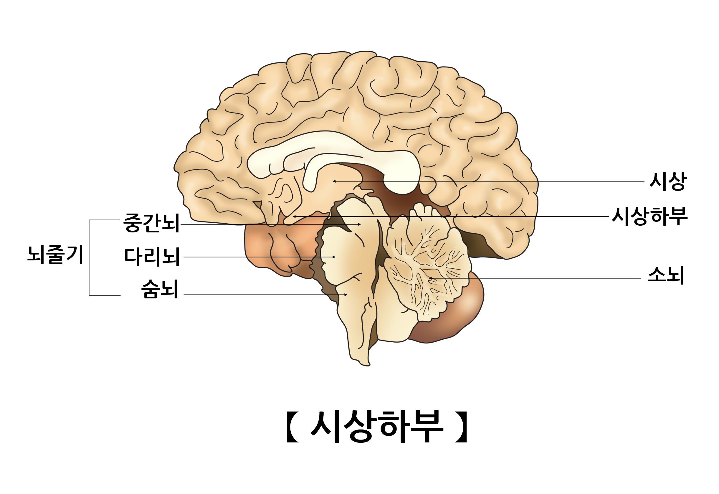 시상하부