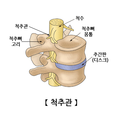 척추관