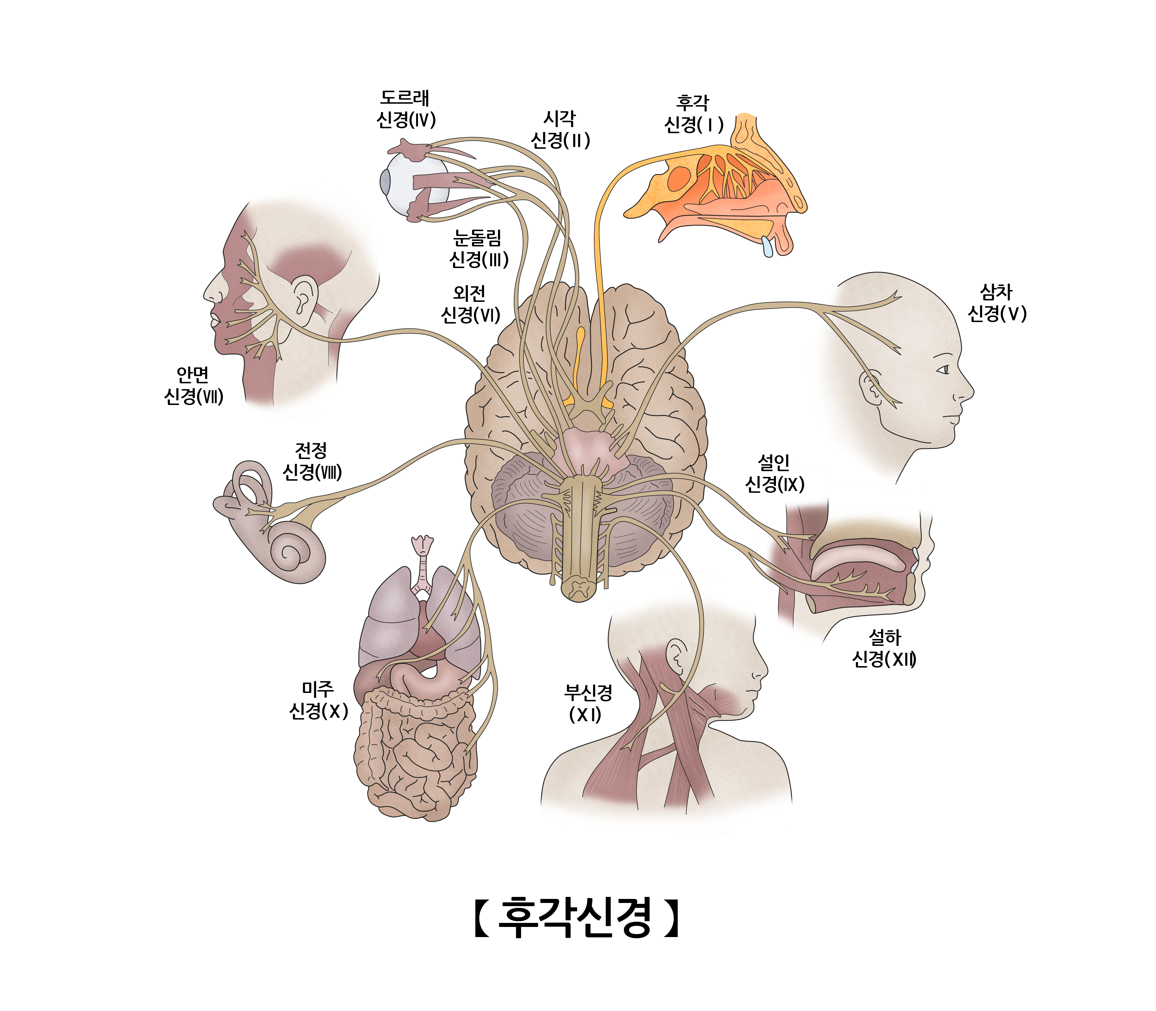 후각신경