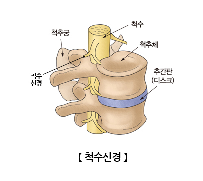 척수신경