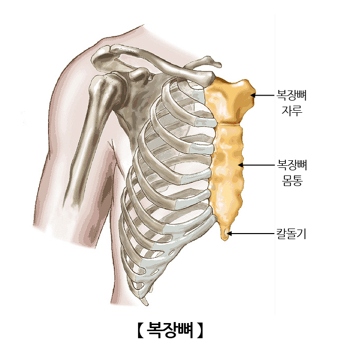 복장뼈