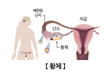 황체