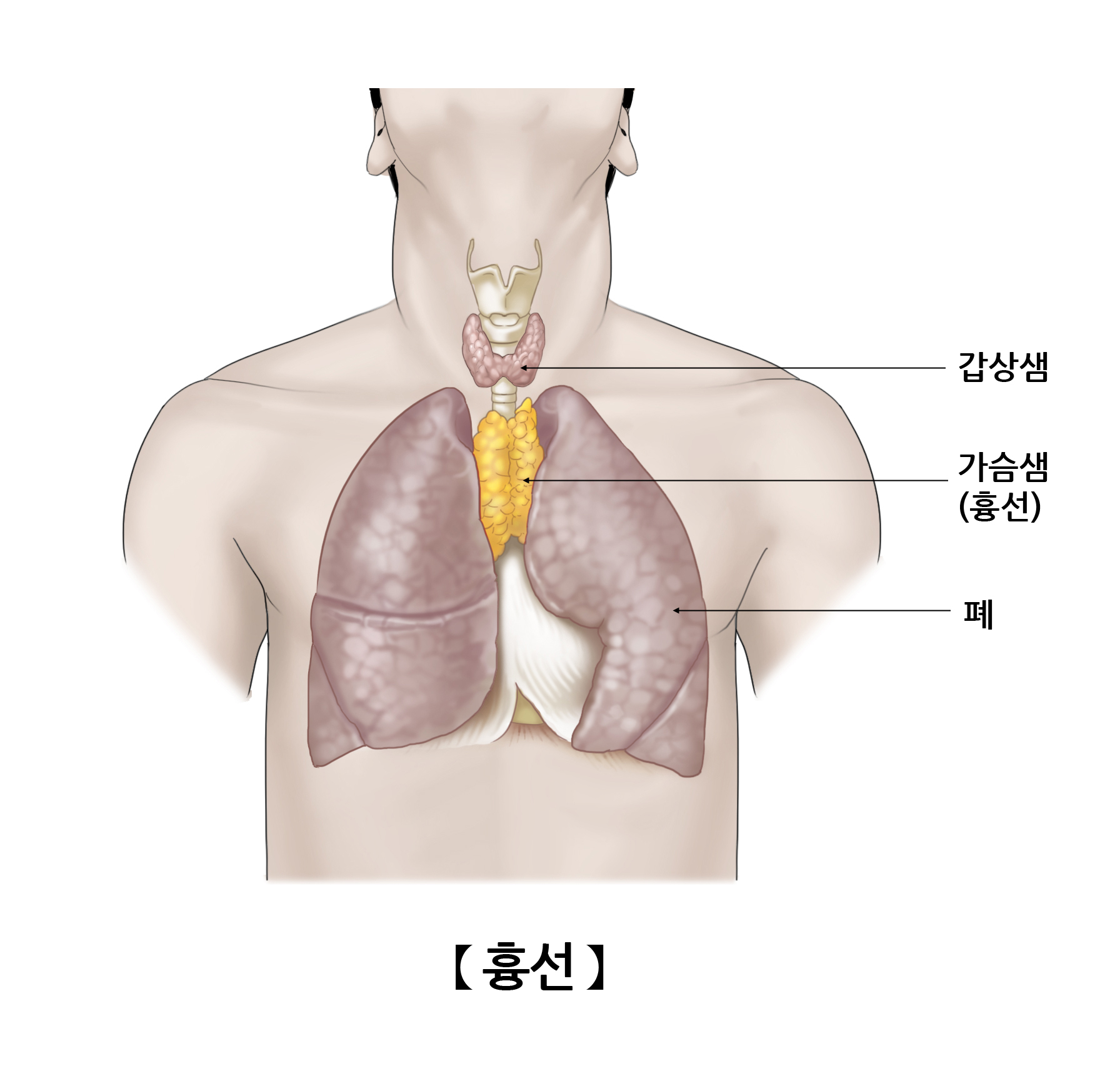 흉선