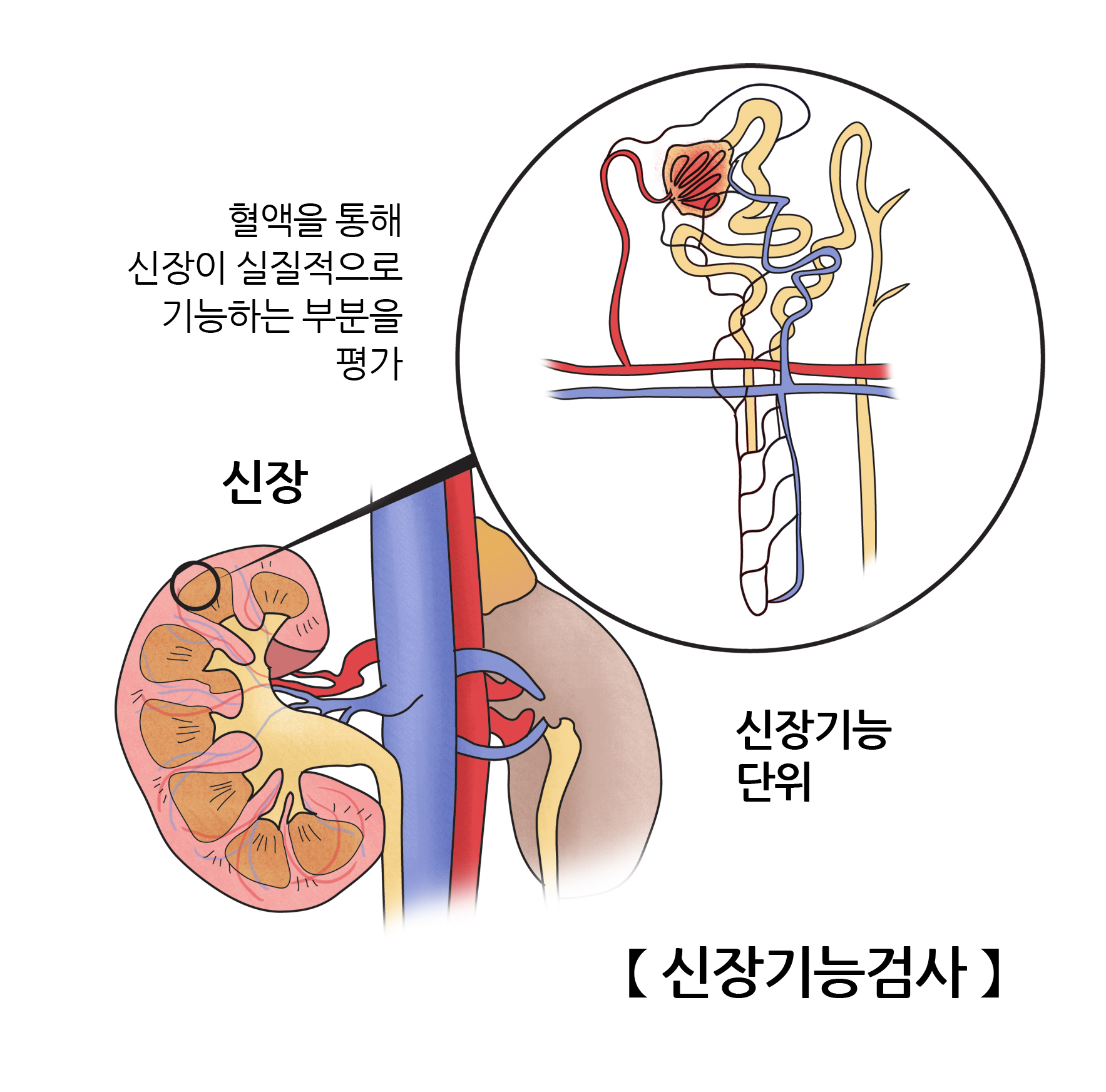 신장기능검사