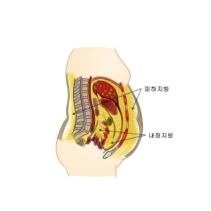 내장지방 피하지방 구조