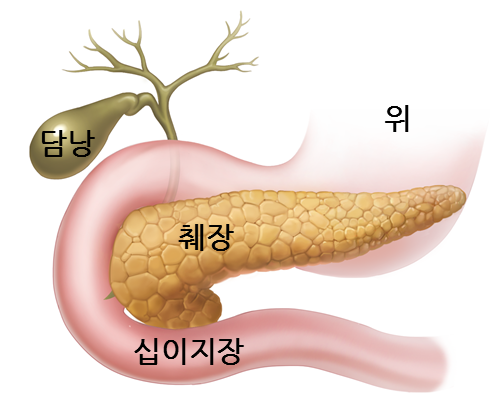 췌장 위치