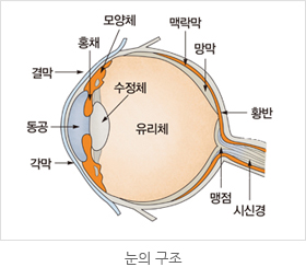 눈의 구조 사진