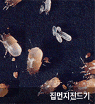 집먼지진드기