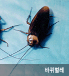 바퀴벌레