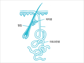 액취증이 생기는 원인에 대한 그림