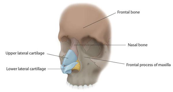 코의 외부 골격을 구성하는 뼈와 연골들