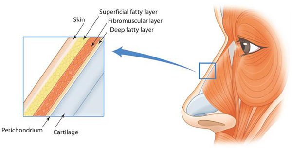 코의 골격을 덮고 있는 피부와 연부 조직