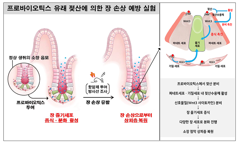 프로바이오틱스 유래 젖산에 의한 장 손상 예방 기전 모식도(서울아산병원)